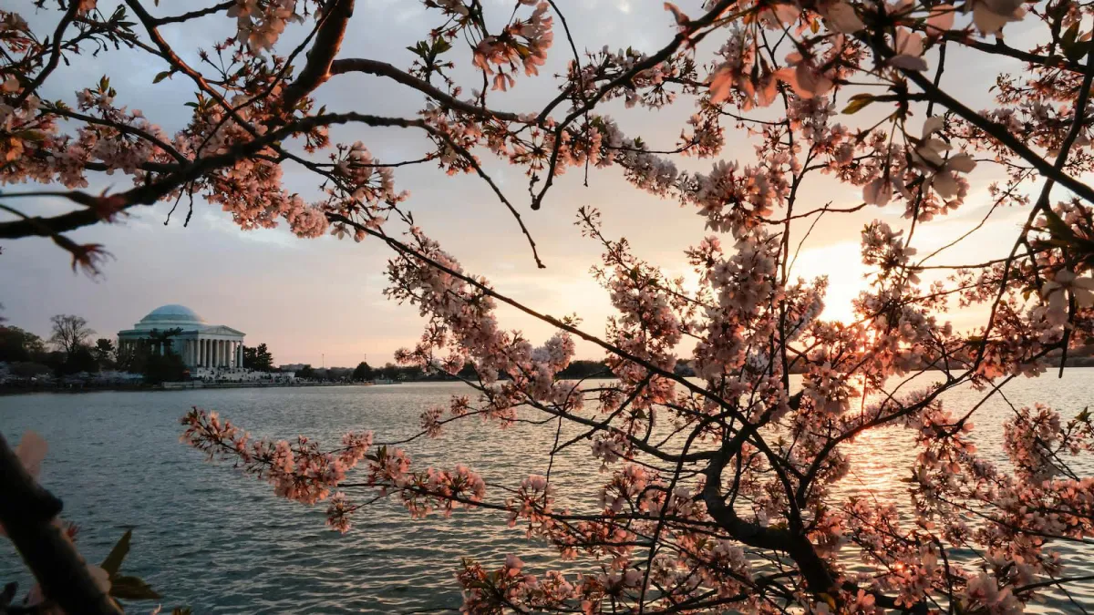 April looks warm and dry after a wild but mild March in D.C.