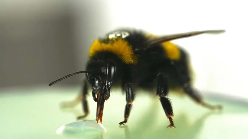 Bumblebees surprise scientists by showing a sense of rhythm