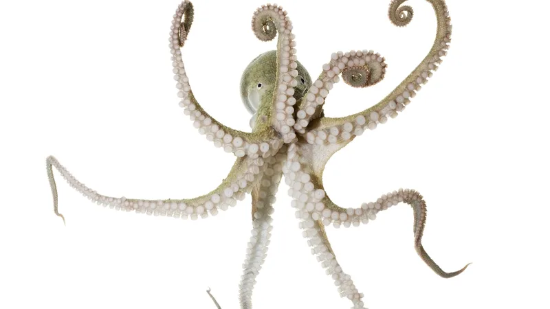 Male octopus has ‘sex arm’ that can mate in the dark