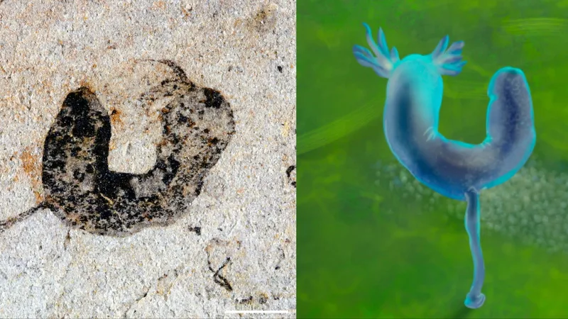‘Big bang’ of animal life may have begun earlier than thought