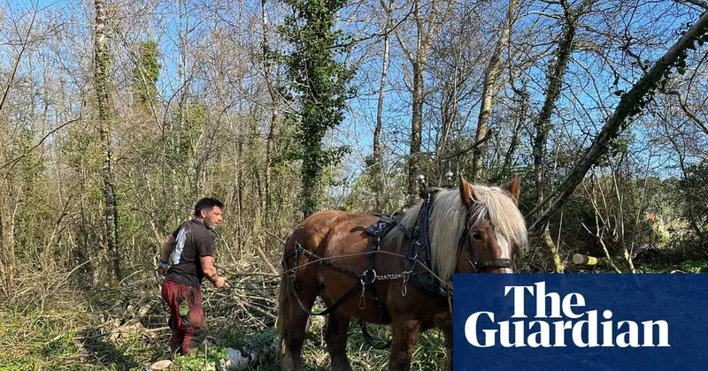 Country diary: This is heavy work for heavy beasts