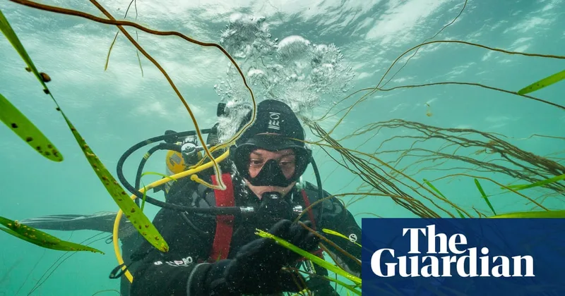 ‘Amazing’: how to grow a meadow in the sea