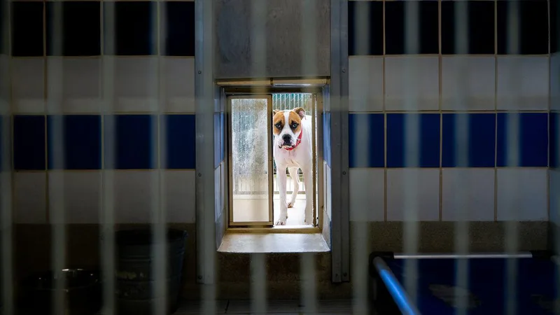 The animals who find us