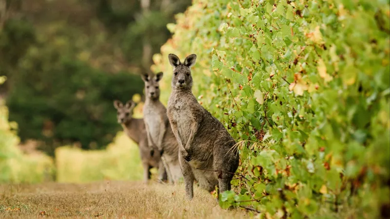 The Australian wineries in search of a succession plan  