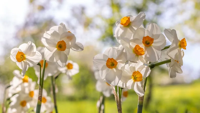 Top tips for Easter planting