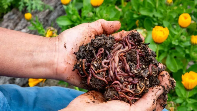 How a DIY worm farm can compost food scraps, paper or a whole kangaroo