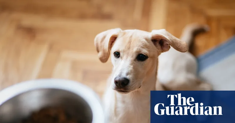Confused dogs and courting crickets: how does daylight saving time affect animals?
