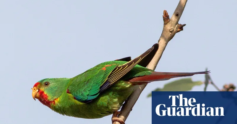 The swift parrot’s distinctive call was recorded dozens of times in a patch of Tasmanian forest. Then the forest was logged