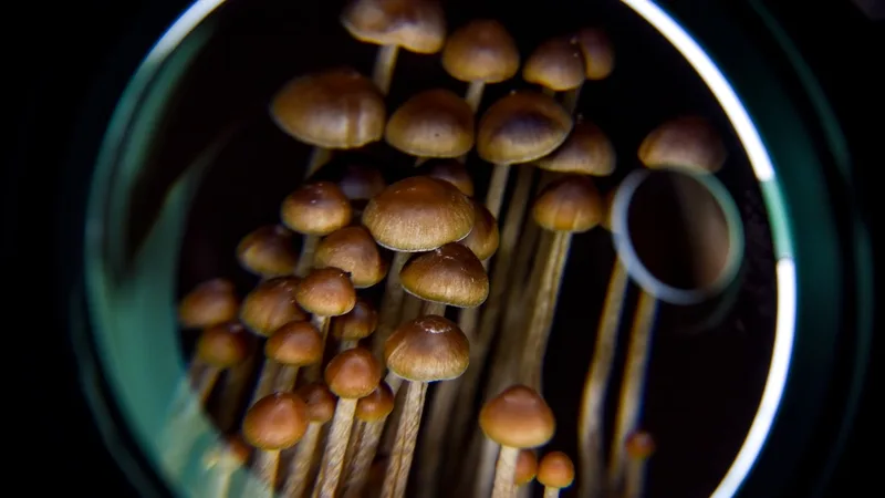 Here's what psychedelics actually do to the brain