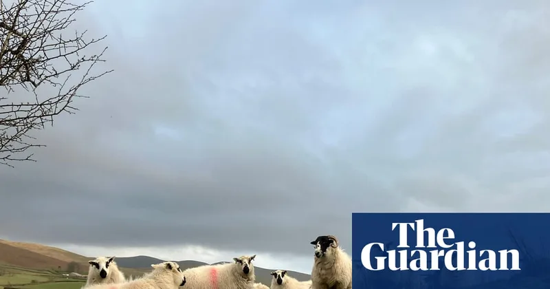 Country diary: Lambing season is here – how long until white-tailed eagles are overhead?