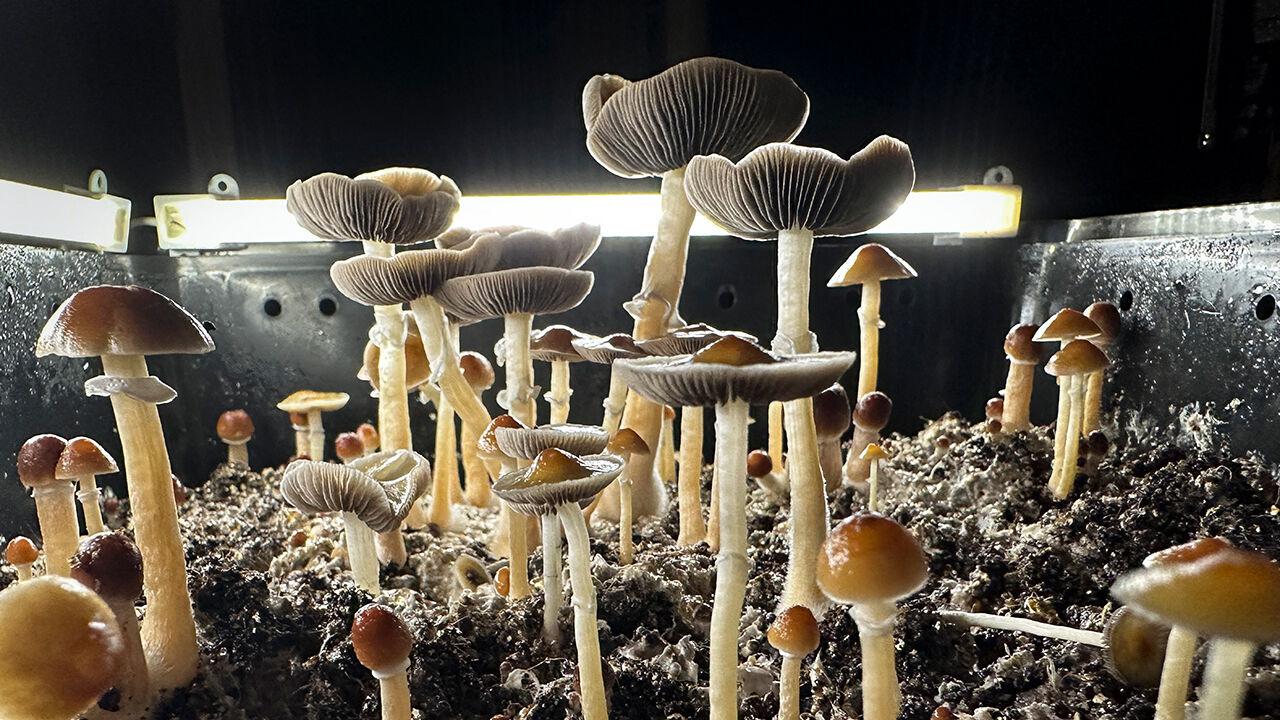 Donald Trump is giving psychedelic medicines a welcome boost