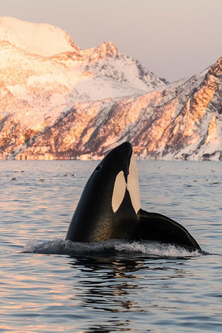 What it’s like to swim with wild orcas and come out calmer