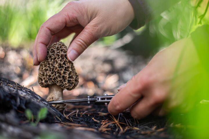 Hunting morels this spring? Here’s how to forage them safely.