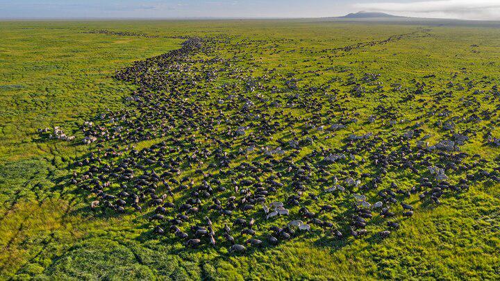 How wildebeest reshape the Serengeti during Africa’s Great Migration