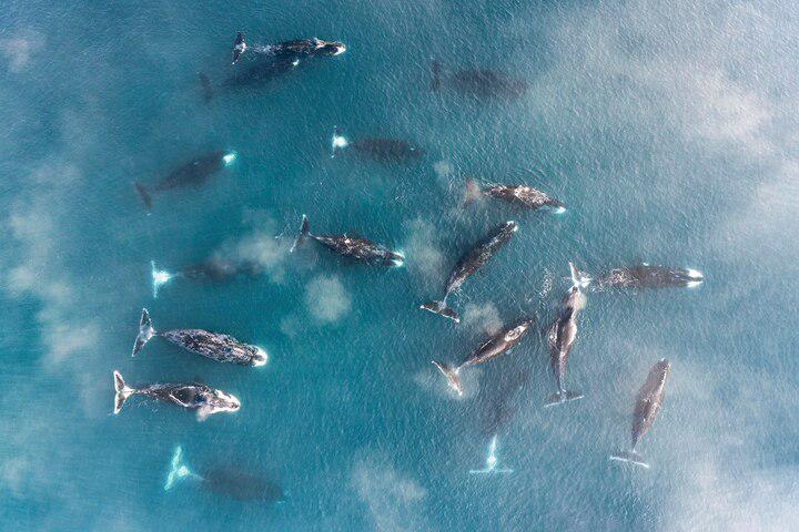 The ice that once saved bowhead whales is vanishing beneath them