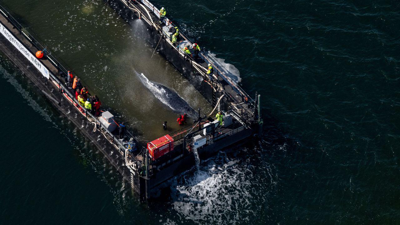 The Unlikely Rescue of Timmy, the Stranded Whale