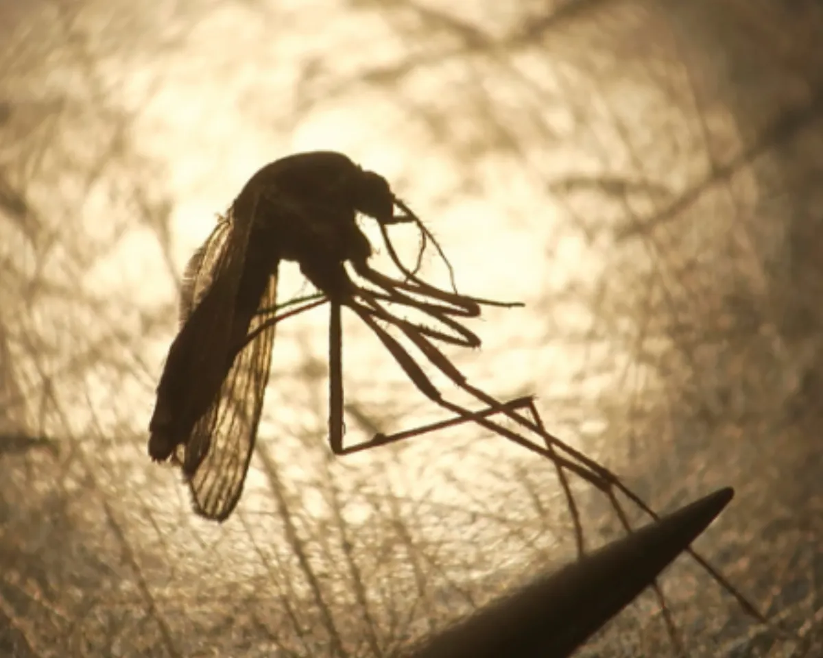 West Nile is typically transmitted to humans this way: A bird that has the virus is bitten by a mosquito. Then the mosquito, now a carrier, bites a human.