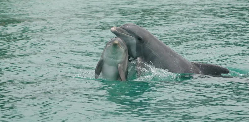 How dolphins communicate – new discoveries from a long‑term study in Sarasota, Florida