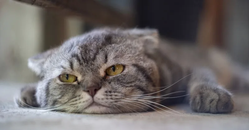 Is Your Indoors-Only Cat Bored? Here’s What to Do About It