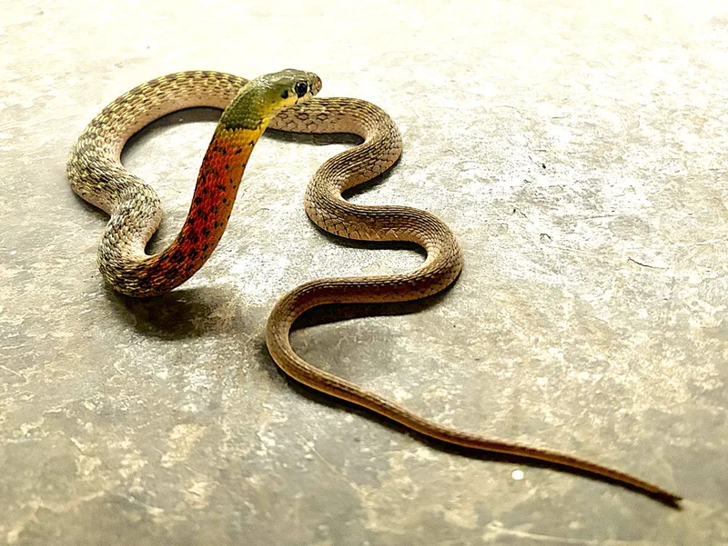 These snakes steal poison from their prey—here's how they know they have enough