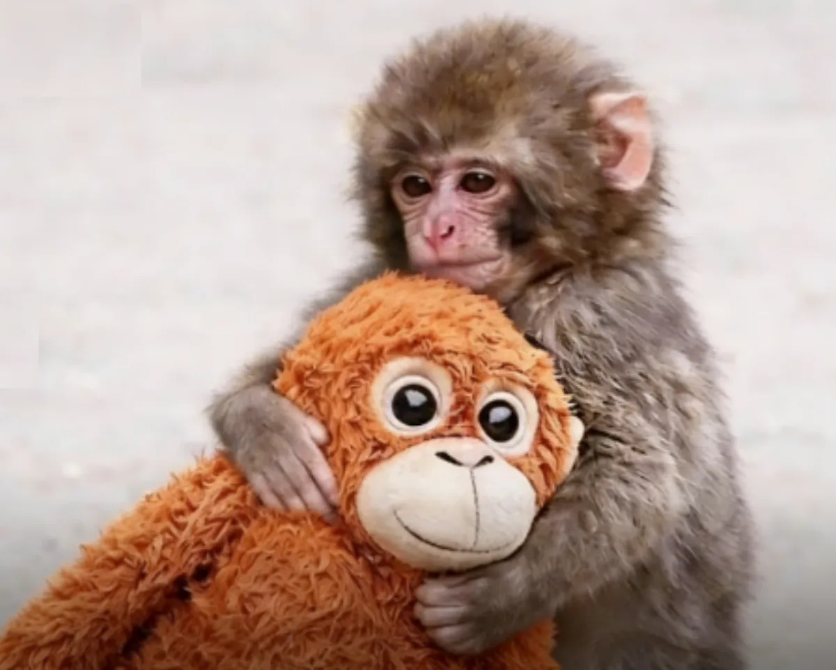 Why Punch, a young Japanese macaque, has hit a nerve