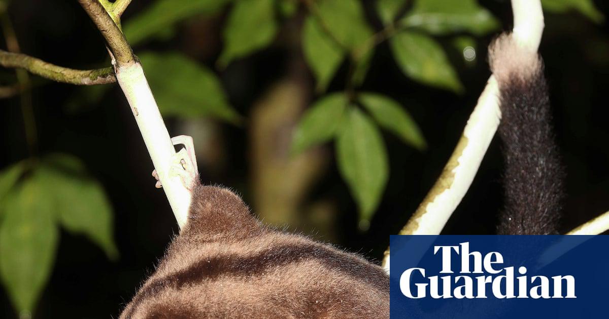 Marsupials previously thought extinct for millennia discovered in New Guinea