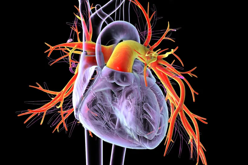 Heart disease in young women projected to rise sharply by 2050