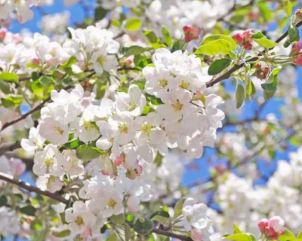 Tourism Soars as Flower-Chasing Season Begins