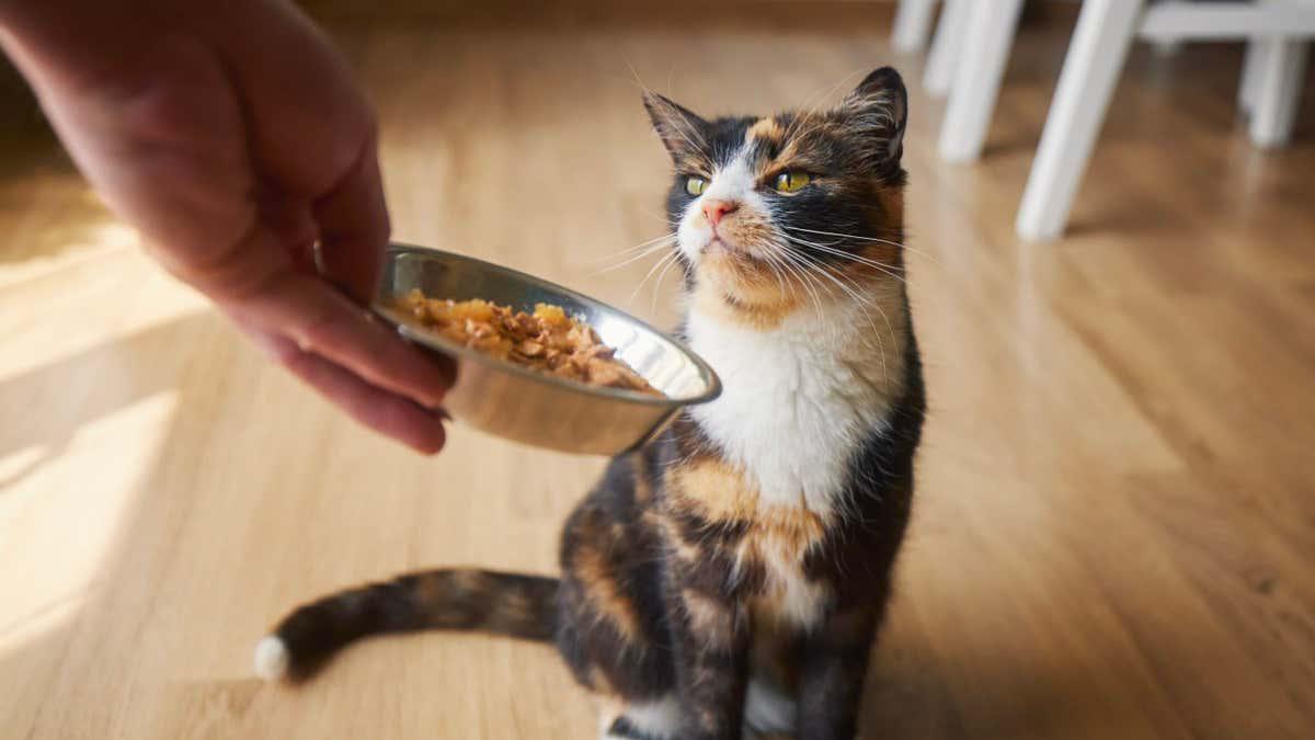 Tweaking the smell of cat food can encourage fussy felines to eat