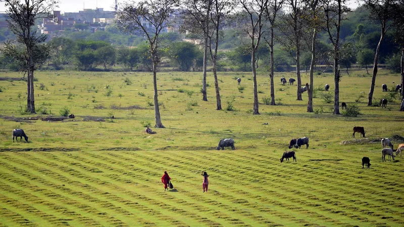 'Seeing how important agriculture was for daily livelihoods, and how uncertain and precarious agriculture had become in these times, it just made me feel very passionate about working on this issue'