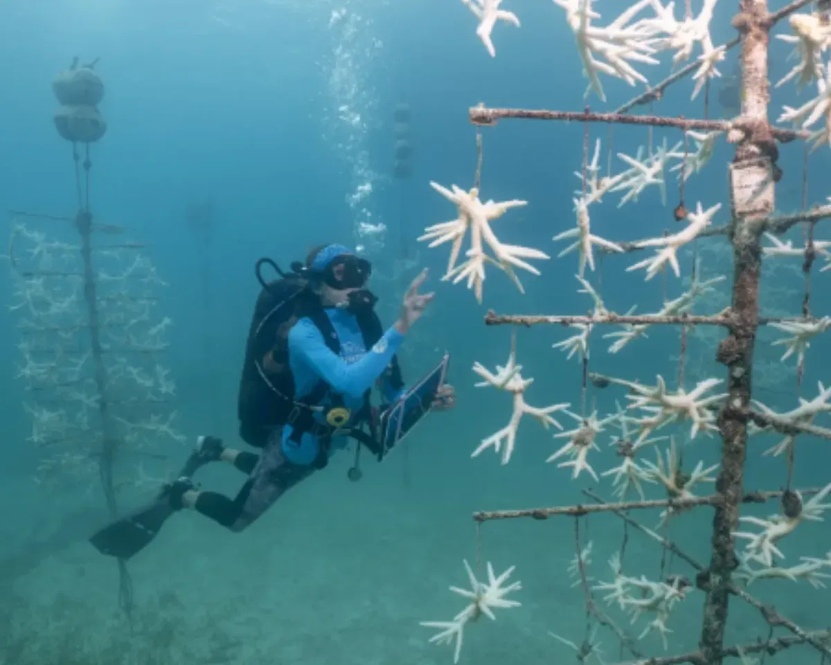 A Desperate Push to Save Florida's Coral: Get It Out of the Sea