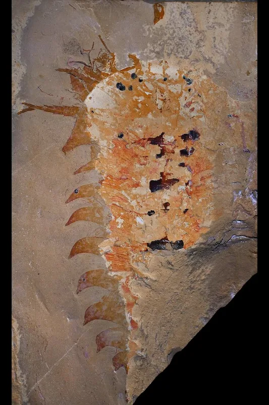 Fossil of Pincer-Wielding Crawler Reveals Origins of Spiders, Scorpions and Others