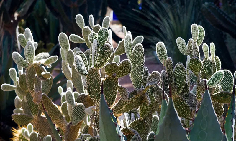 The Crowd-Sourced Science to Save Endangered Succulents