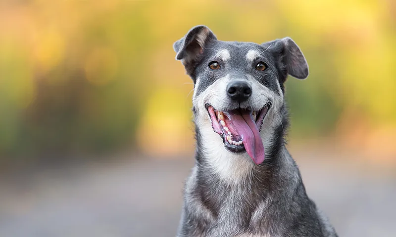 When Dogs First Became Man’s Best Friend