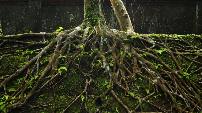 How plants moved from sea to land and changed Earth forever
