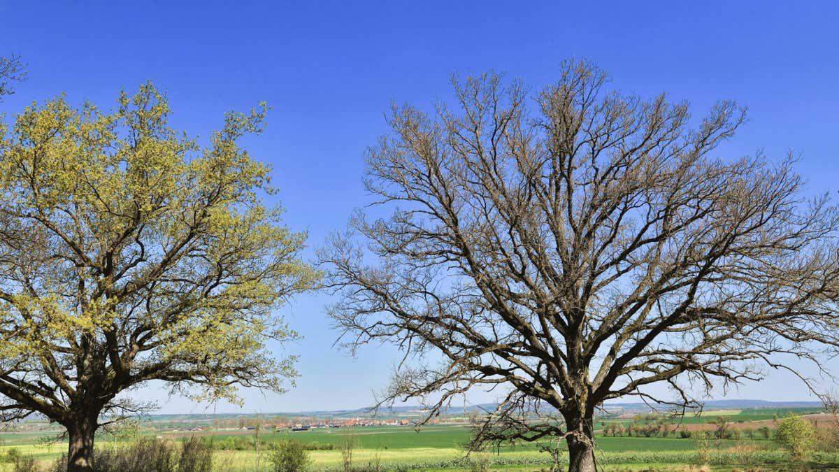 Oak trees use delaying tactics to thwart hungry caterpillars