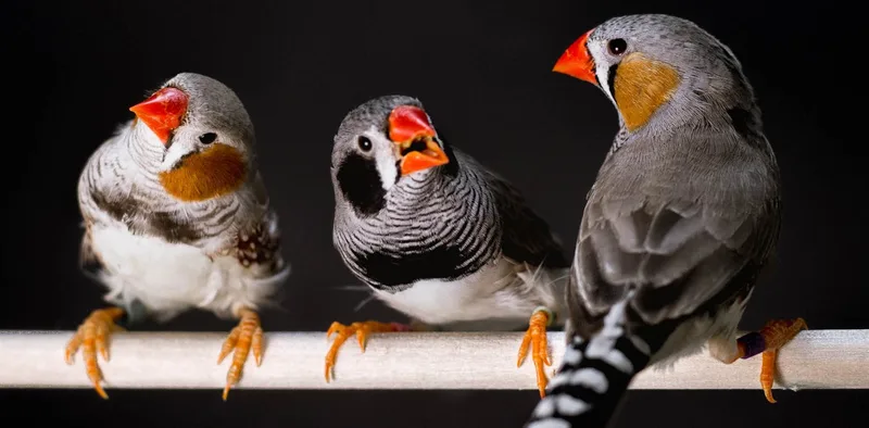 You probably agree with the animals on which bird calls, frog noises and cricket chirps are most attractive – new research