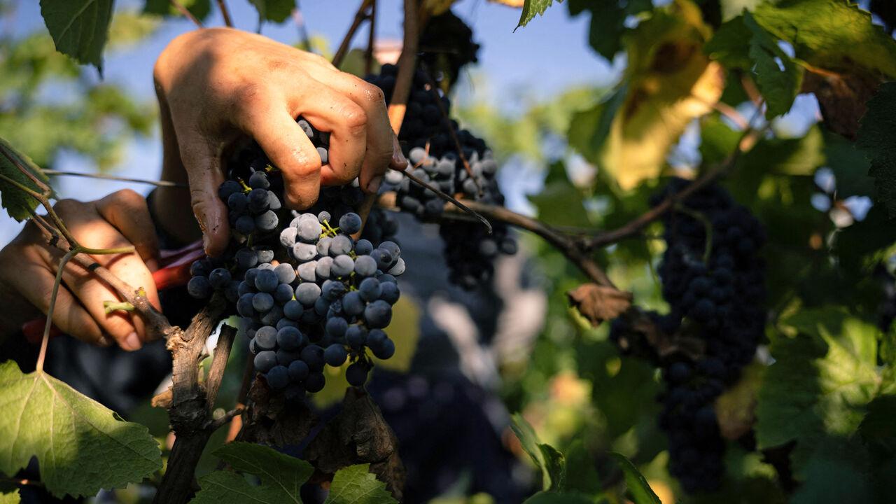 Early French winemakers had surprisingly sophisticated techniques 
