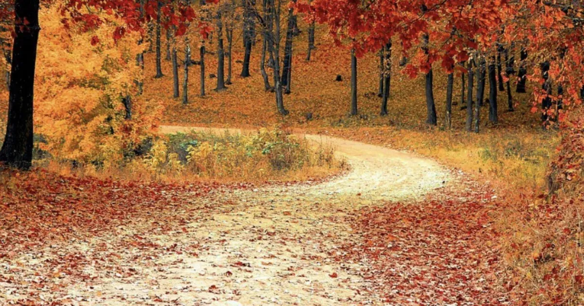 How Free Will Shapes Self‑Respect and Responsibility