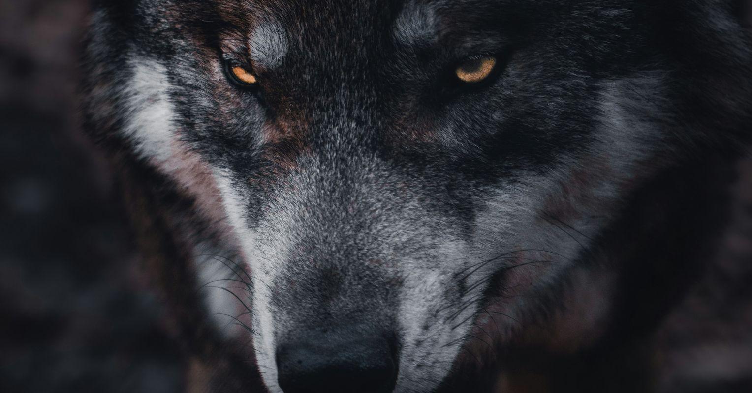 The Wolf in Grandmother’s Clothing