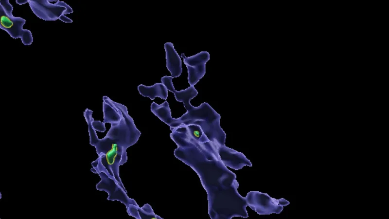 Microplastics prevent immune cells from gobbling up germs