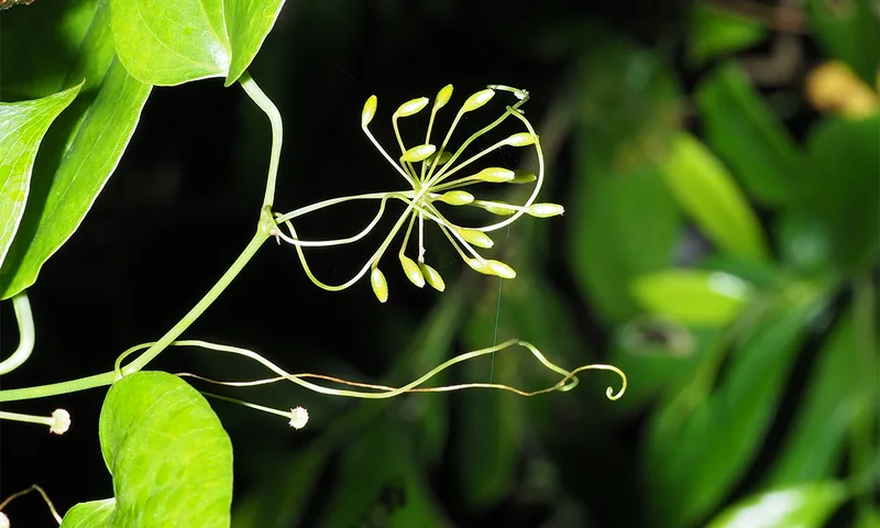 Unraveling the Chemical Secrets of a Wholesome Plant-Pollinator Relationship