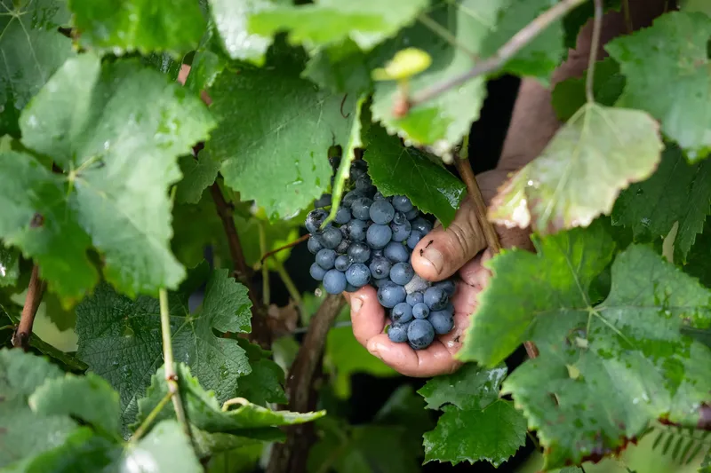 Ancient Grapes Reveal Long History of Modern Wines