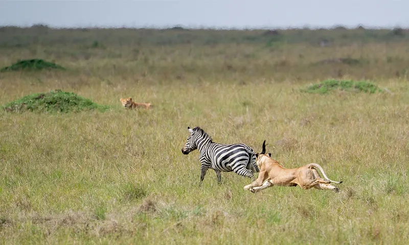 Why You Should Root for the Apex Predator
