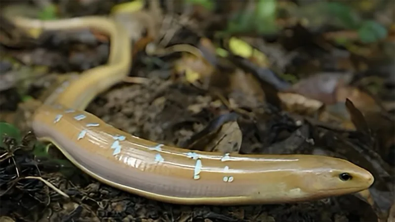 The Mystery of the Legless Lizards of Taiwan
