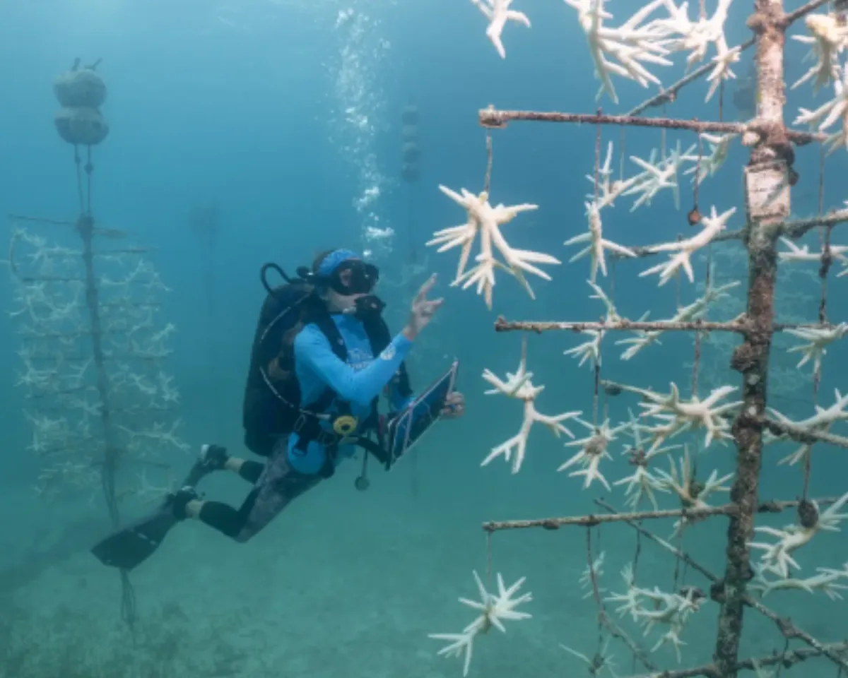 The two sites appear to be among the hardest hit. But throughout Florida's reef, which stretches some 350 miles, scientists and advocates are doing triage.
