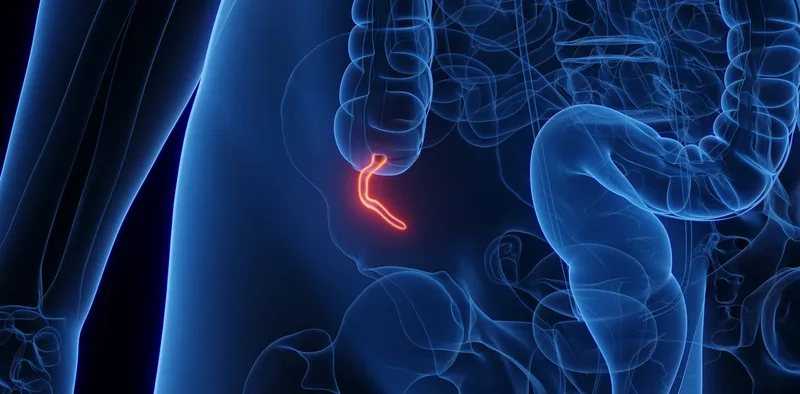 What does the appendix do? Biologists explain the complicated evolution of this inconvenient organ