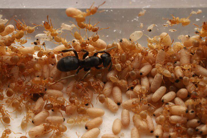 Invading queen ant tricks workers into killing their mother