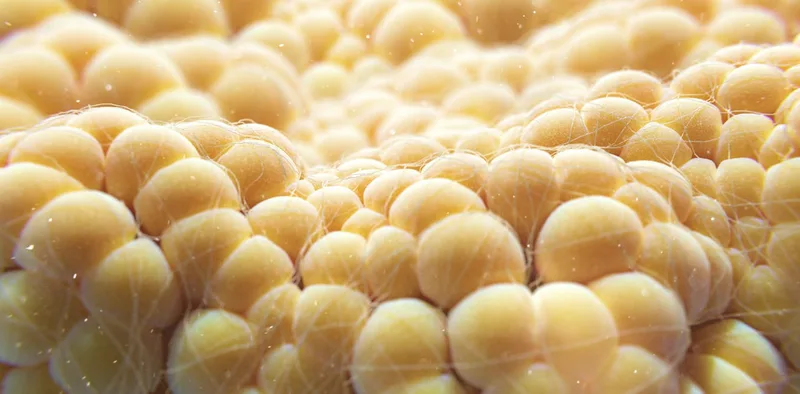Fat cells burn energy to make heat – making them the next frontier of weight loss therapies