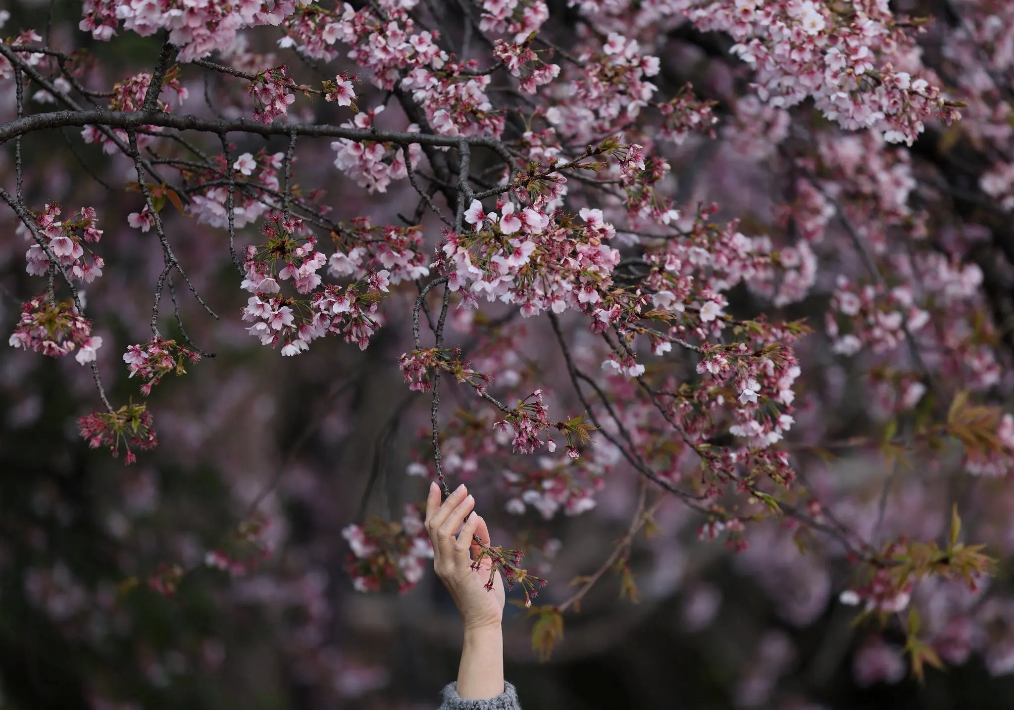 What to Know About This Year’s Cherry Blossom Blooms